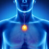 Who Knew About The Thymus Gland