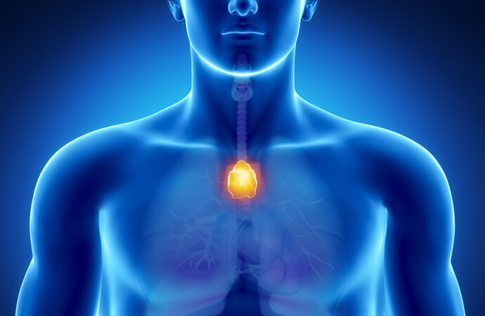 Who Knew About The Thymus Gland