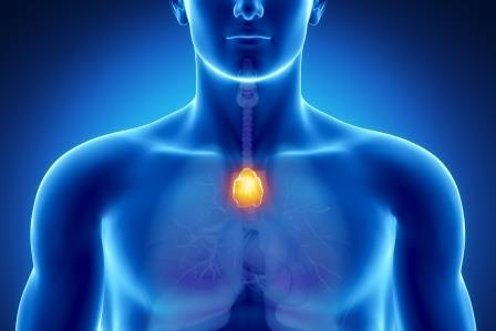Who Knew About The Thymus Gland ?